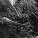 The needle-like hairs inject toxins when touched.